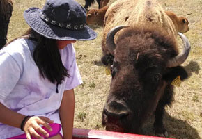 little girl watching Bison up close