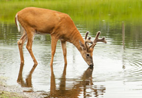 a deer drinking at a lake