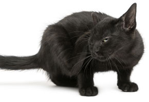 a black cat scratching