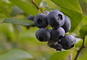 some blueberries on the bush