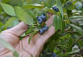 a hand picking blueberries