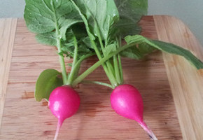 radishes