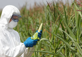 GMO,profesional in uniform goggles,mask and gloves examining corn cob on field