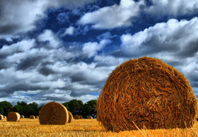Sunlit hay bails on a farm
