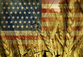 Wheat in front of An American Flag