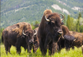 herd of american buffalo