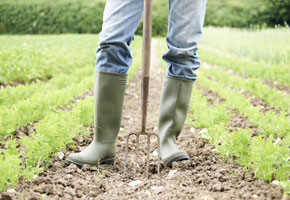 farmer's legs, in boots holding a pitch fork on tilled ground