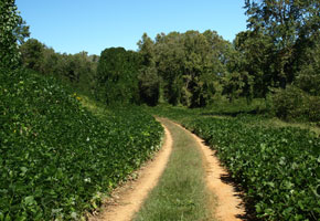 A Path Covered In Kudzu