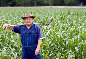 An old farmer standing in a corn field with a pitch fork