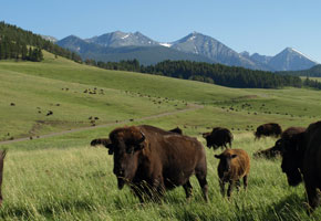 Bison in Colorado