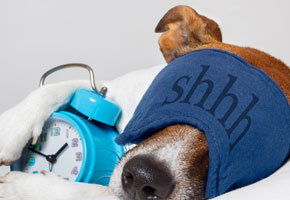 Dog Sleeping With Alarm Clock And Sleeping Mask