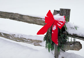Red Bow On Fence In Snow