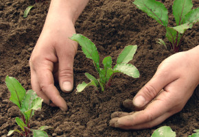 woman hands earthing beetroot sprouts close up