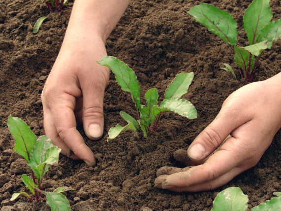 woman hands earthing beetroot sprouts close up